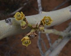 Euphorbia dregeana