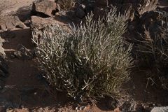 Euphorbia gariepina