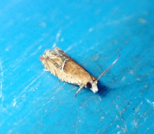 Strawberry Leafroller Moth photo 4