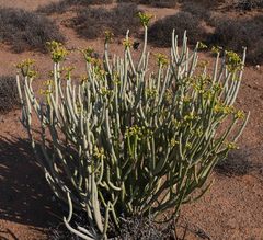 Euphorbia gregaria