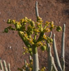 Euphorbia gregaria