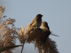 Passer domesticus