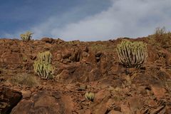 Euphorbia virosa virosa