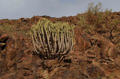 Euphorbia virosa virosa