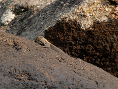 Agama kirkii