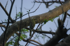 Foulehaio carunculatus