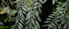 Zanthoxylum schinifolium