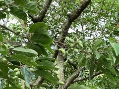 Elaeocarpus serratus