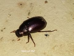 Coleoptera