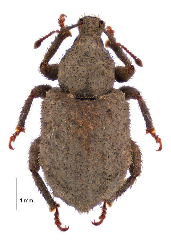 Epitimetes