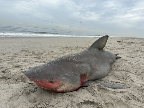 Bull Shark photographed in New York