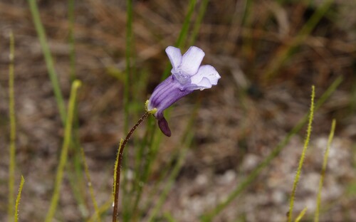 Thread-leaf butterwort (Pinguicula filifolia)