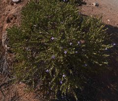 Jamesbrittenia amplexicaulis