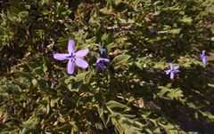 Jamesbrittenia amplexicaulis