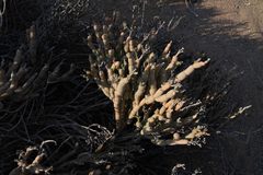 Mesembryanthemum dinteri