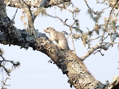 Heliosciurus gambianus