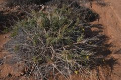 Osteospermum microcarpum