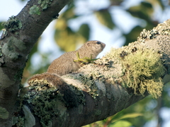 Heliosciurus gambianus
