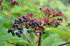 Sambucus ebulus