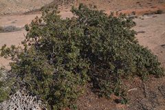 Searsia populifolia