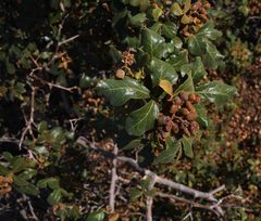 Searsia populifolia