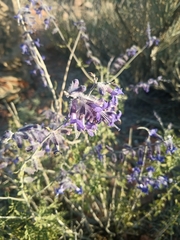 Salvia abrotanoides