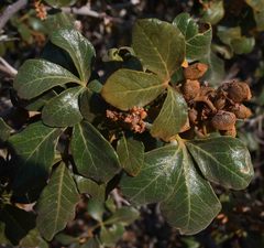 Searsia populifolia
