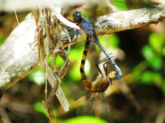 Orthetrum boumiera