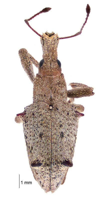 Eurynotia hochstetteri
