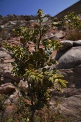 Tetraena prismatocarpa