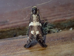 Lepidoscia tyrobathra