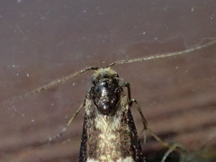 Lepidoscia tyrobathra
