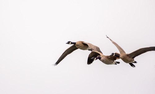 iNaturalist observation photo of Canada Goose