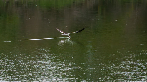 iNaturalist observation photo of Black Skimmer