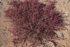 Trianthema parvifolia