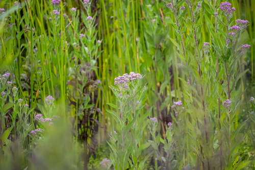 iNaturalist observation photo of marsh fleabane