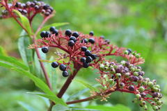 Sambucus ebulus