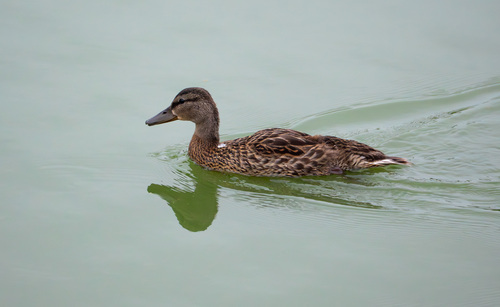 iNaturalist observation photo of Mallard
