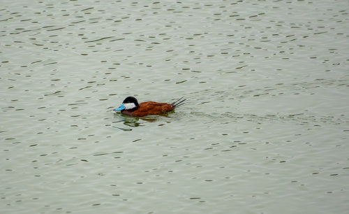 iNaturalist observation photo of Ruddy Duck
