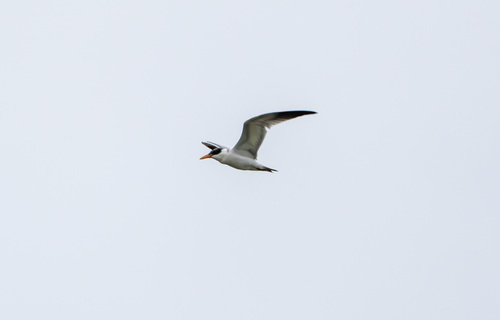 iNaturalist observation photo of Caspian Tern