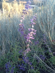 Salvia abrotanoides