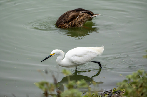 iNaturalist observation photo of Snowy Egret
