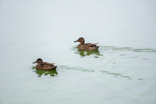 iNaturalist observation photo of Cinnamon Teal