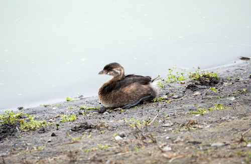 iNaturalist observation photo of Pied-billed Grebe
