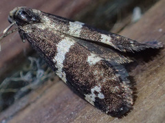 Lepidoscia tyrobathra