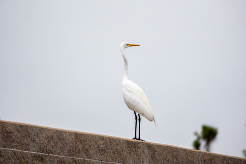 iNaturalist observation photo of Great Egret
