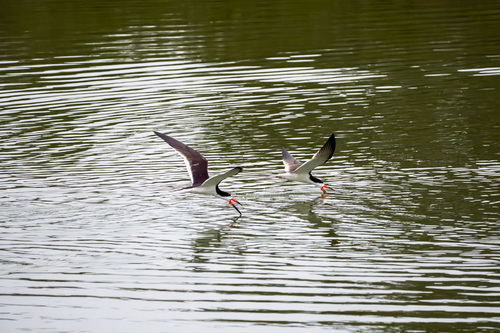 iNaturalist observation photo of Black Skimmer