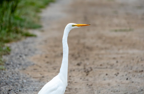 iNaturalist observation photo of Great Egret