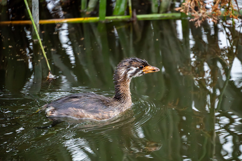 iNaturalist observation photo of Pied-billed Grebe
