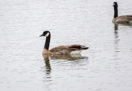 iNaturalist observation photo of Canada Goose